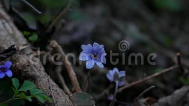 常见肝或肝葵，蓝花野花。 紫薇紫肝，迷离中的第一春花